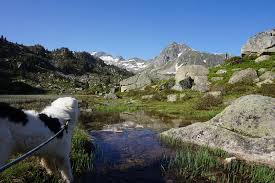 Que du bonheur avec le personnel de cet office du tourisme. Luz Saint Sauveur Avec Son Chien Tourisme Avec Mon Chien