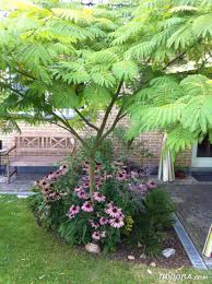 Image result for Albizia petersiana