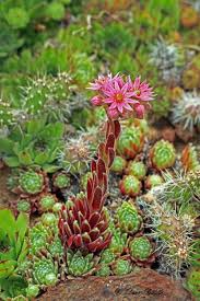Check spelling or type a new query. Blooming Hens And Chickens Cacti And Succulents Succulents Bloom