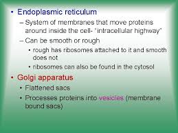 What is the function of the ribosomes in a plant cell. Plant Cells Structure And Function Eukaryotic Plant Cell