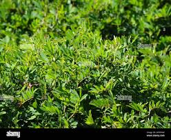 Image result for Indigofera hendecaphylla
