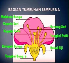 Perkembangbiakan Generatif Tumbuhan Angiospermae