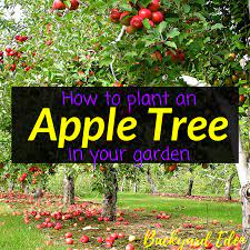 How To Plant An Apple Tree Backyard Eden Apple Tree Garden Design Apple Tree Gardening Apple Tree