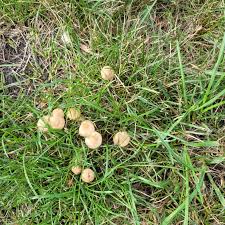 Mushroom identification app is actually a huge dictionary of mushrooms, include hundreds of mushroom types and with detailed description and high quality photos. Are These Magic Mushroomid
