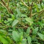 Image result for Erythrococca