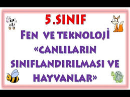 5 sinif canlilarin siniflandirilmasi ve hayvanlar youtube