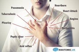 Surface anatomy of posterior chest wall. Anatomic Us On Twitter Chest Pain Is A Pain Often Referred To The Anterior Portion Or Inside The Thoracic Cavity Anatomy Chest Pain Https T Co Hbbacom8w7 Https T Co W6ilwibedh
