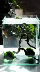 If you place an artificial leaf with a suction cup near the top of the tank. 6 Gallon Tank Eheim Aquastyle Nano Cube Aprox 120 Live Plants Good Betta Tank Bare Bottom Marimo Moss B Aquarium Driftwood Driftwood Decor Buy Driftwood