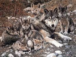 Pack Of Wolves Pixdaus Wolf Pictures Animals Beautiful Wolves