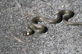 Nikon d3s & 60mm 2,8 macro; Buorm Foto Ellen S Blog