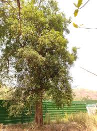 Image result for Streblus