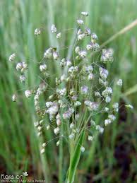 Image result for Briza minor