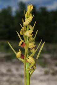 Image result for Orthochilus