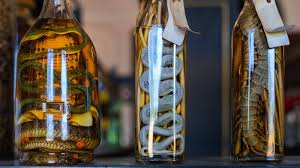 Image result for snake wine