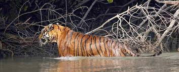 Image for Understanding the Sundarbans Mangrove Ecosystem: Tidal Ecology, Human Adaptation, and Wildlife Realities in Eastern India