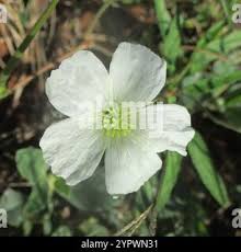Image result for Monsonia glauca