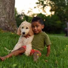 Autouncle is dein unabhängiger berater für die besten auto deals. Golden Acres Puppies