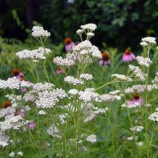 White Yarrow Achillea Millefolium Pollinator Garden Flowers Perennials Achillea Millefolium