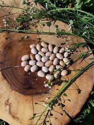 Kara mantar hastalığına yakalananların yüzde 85'inin diyabet hastası olduğu tespit edildi. Tohumluk Burnu Kara Fasulye 10 Adet Iksirli Ciftlik