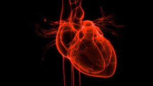 Pin On Human Heart
