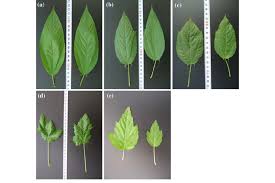 Image result for leaf margin entire