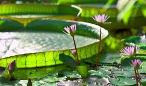 Belle plante aquatique 6 lettres. Quelles Plantes Aquatiques Pour Un Bassin De Jardin Jardiland