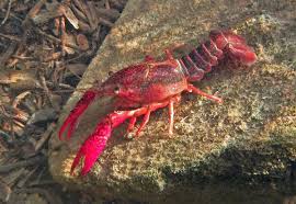 Also serving all authenic cajun cuisine! Invasive Crayfish Lead To More Mosquitoes And Risk Of Disease In Southern California Ucla
