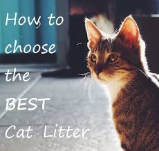 How To Choose The Best Cat Litter Comparison Review 2019