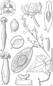 Image result for Raphidiocystis jeffreyana