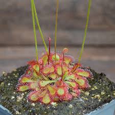 Image result for Drosera natalensis