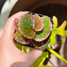 Image result for Begonia wollastonii