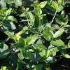 Green spire is an evergreen shrub with an upright. 1
