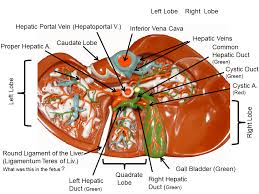 One abnormal characteristic is the liver's regenerative abilities. Image Showing The Inferior View Of The Liver Model Liv 1 Labeled Liver Anatomy Anatomy Models Health Science