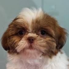 This passion started when we got our first lovely shih tzu puppy who captured our heart and our soul inmediatly. Shih Tzu Puppies Heavenly Puppies