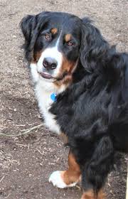 Maybe you would like to learn more about one of these? Abbey Bernese Mountain Dog Thriftyfun