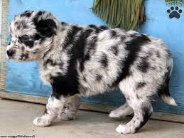 Purchase your mini australian shepherd puppy today and start enjoying your energetic, intelligent. Australian Shepherd Husky Mix Puppies For Adoption Australian Shepherd Husky Husky Australian Shepherd Mix Australian Shepherd Mix