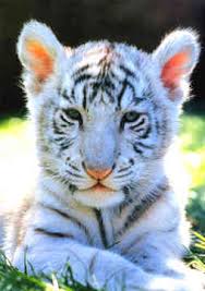 Im 856 Baby White Tiger Wallpaper 254x360 Px Picserio Com 🐯 baby tiger live wallpaper takes you to the heart of the jungle and brings you ten amazing wallpapers of cute tiger cubs! baby white tiger wallpaper 254x360 px