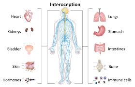 These are 2 oblong bones, and their size varies in different individuals. Interoception Wikipedia