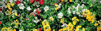 Foto circa albero del mimosa che blomming in febbraio. 23 24 25 Febbraio Weekend In Fiore Garden Filippi Ssa