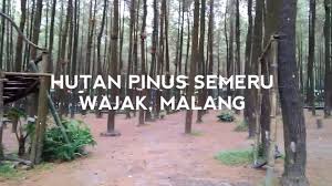 Semeru, dengan puncaknya yang disebut mahameru adalah gunung tertinggi di pulau jawa. Hutan Pinus Semeru Wajak Kab Malang Youtube