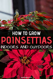 Move the poinsettia back indoors. How To Grow Poinsettias Indoors And Outdoors