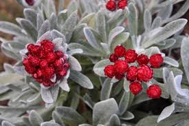 Image result for Helichrysum globosum