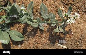Image result for Euploca ovalifolia