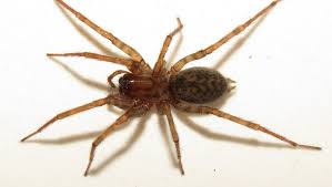 Elle est appelée « recluse brune » ou comme d'autres loxosceles « araignée violoniste ». Seine Et Marne Hospitalise 11 Jours Apres Une Morsure D Araignee Ladepeche Fr