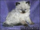 Excellent Ragdoll Kittens for Sale in Ashburn, Virginia ...