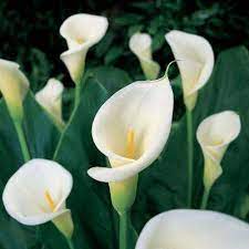 Calla Lily Flower Characteristics Best Flower Wallpaper