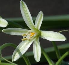 Image result for Ornithogalum seineri