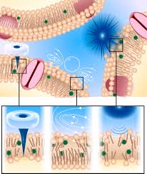 Activating Drugs with Sound: Mechanisms Behind Sonodynamic Therapy and the  Role of Nanomedicine | Bioconjugate Chemistry