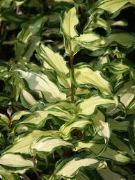 Image result for Tridactyle tricuspis