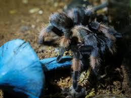 Image result for Emilia brachycephala